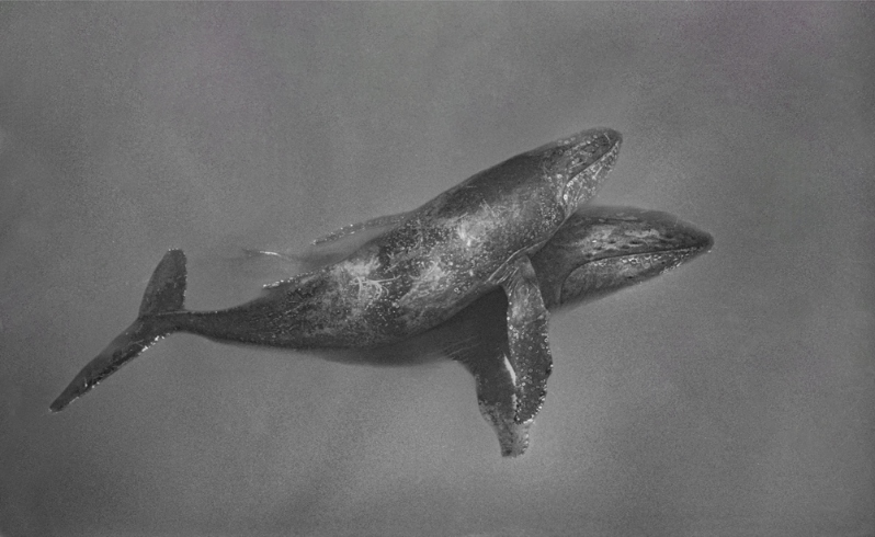 Humpback Mother and Calf: Deep Embrace, 2025