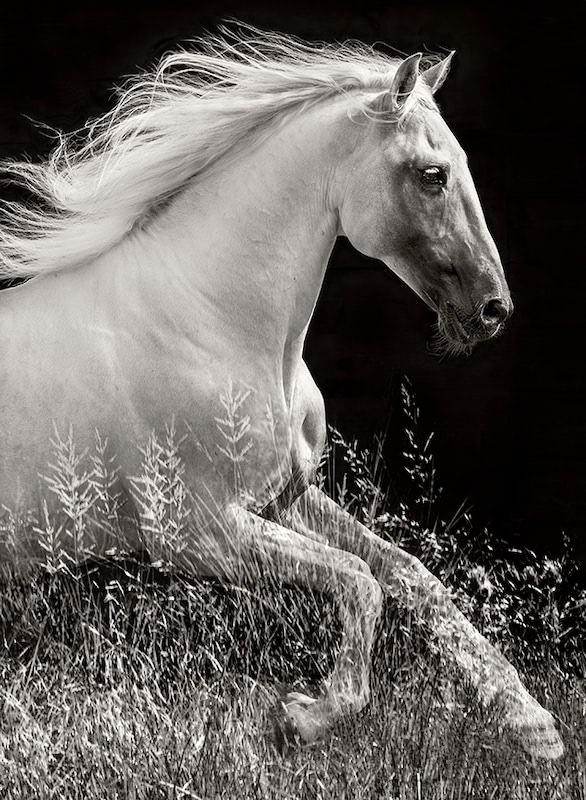 Splendor in the Grass