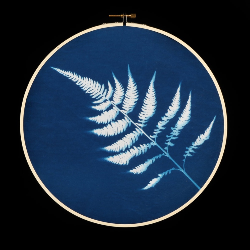 Japanese Painted Fern